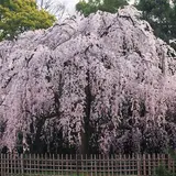 出水のしだれ桜