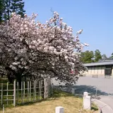 御車返しの桜