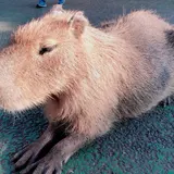 伊豆シャボテン動物公園