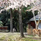料理旅館 江戸三