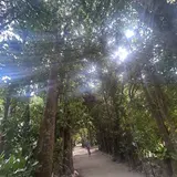 備瀬のフクギ並木
