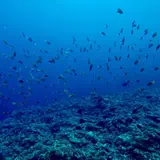 古宇利島ダイビング