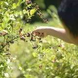 あっぷるみんと