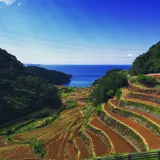 浜野浦の棚田