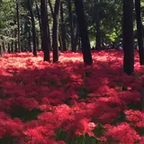 巾着田