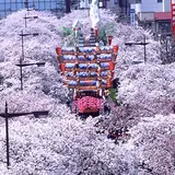 日立平和通りの桜並木