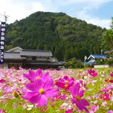 清住コスモス畑