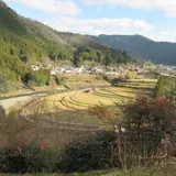 あらぎ島