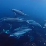 御蔵島ドルフィンツアー