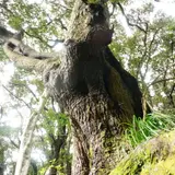 タンテイロの森