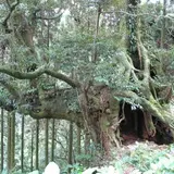 伊奈佐のスダジイ