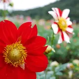 佐曽利園芸組合