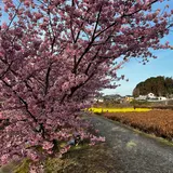 東大山河津桜
