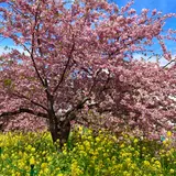 河津桜並木&菜の花ロード