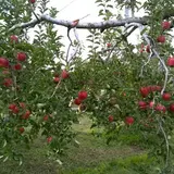 まるひろ農園