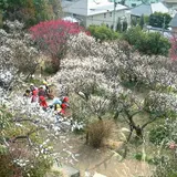 岡本梅林公園