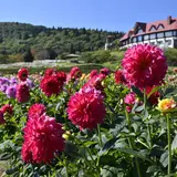 秋田国際ダリア園