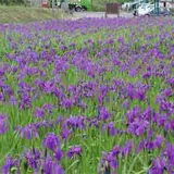 尾入野湿生植物園
