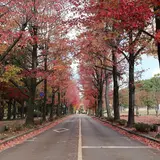 アメリカ楓通り