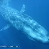 トリンコマリー