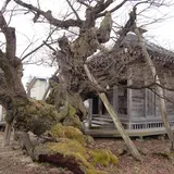 薬師堂(薬師桜)