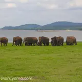 ミネリヤ