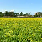 菜の花畑（福ふくの里）