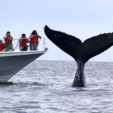 ホエールウォッチング