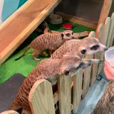 アニマルルームいけもふ