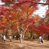 月の石もみじ公園