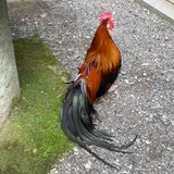 天岩戸神社西本宮