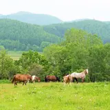 クラークホースガーデン