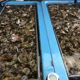 進生水産