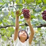 田上家のブドウ狩り