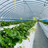 太陽社