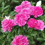 千葉市都市緑化植物園