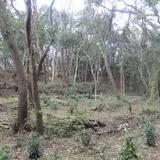炬口城