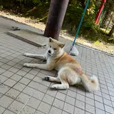 秋田犬見学所