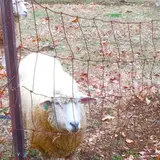 めん羊の里木里館