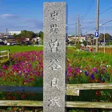 曽谷貝塚