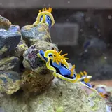 へんな生きもの研究所