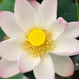 三室戸寺