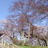 高瀬の大木（ケヤキ）