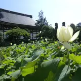 龍興寺華芳園の蓮