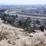桧木内川桜並木