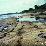 イギリス海岸