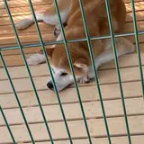秋田犬ふれあい処ｉｎ千秋公園