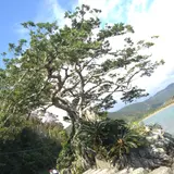 石抱きガジュマル