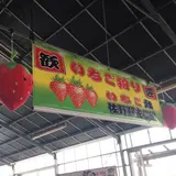 佐野農業協同組合 佐野観光農園いちご畑