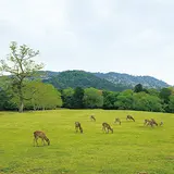 春日大社境内 飛火野